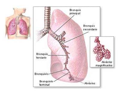 BioFilter: Nuestros Pulmones